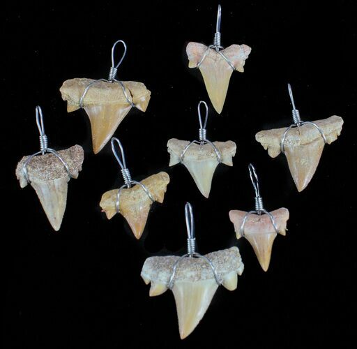 Wire Wrapped, Fossil Shark (Serratolamna) Tooth Pendants - Photo 1
